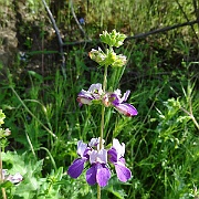 collinsia heterophylla